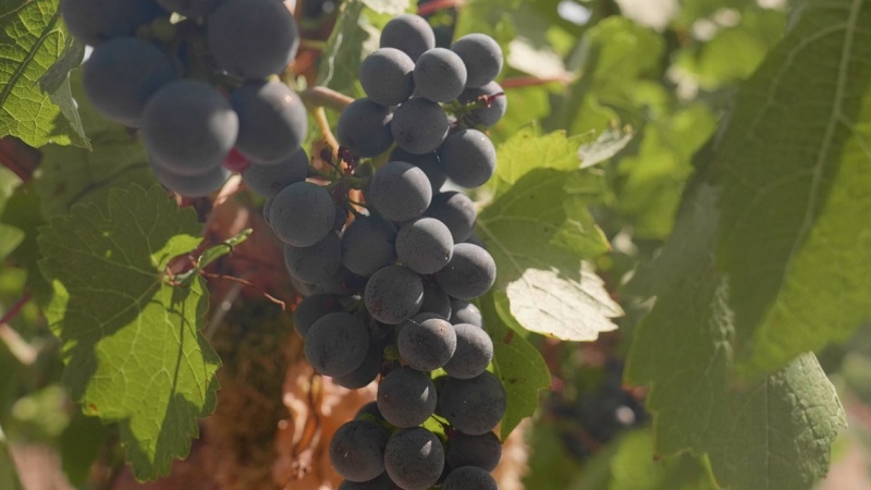 Oregon smoky wine research gets New Zealand tasters