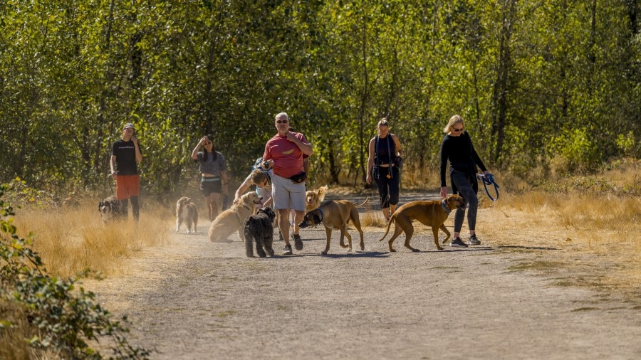 Portland parks to enforce stricter policy, fees for dog owners with off-leash pets