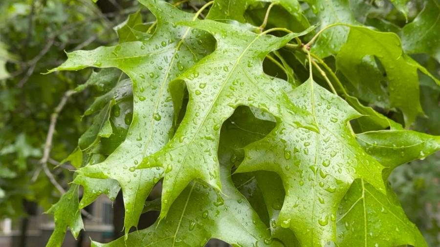 Light rain, cooler temps continue in Oregon