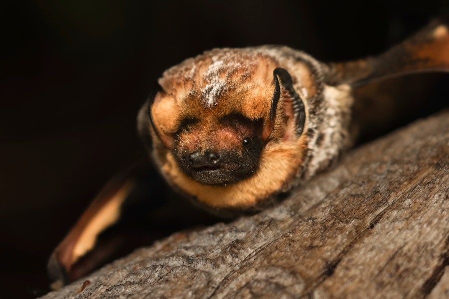 Clackamas County resident exposed to bat with rabies