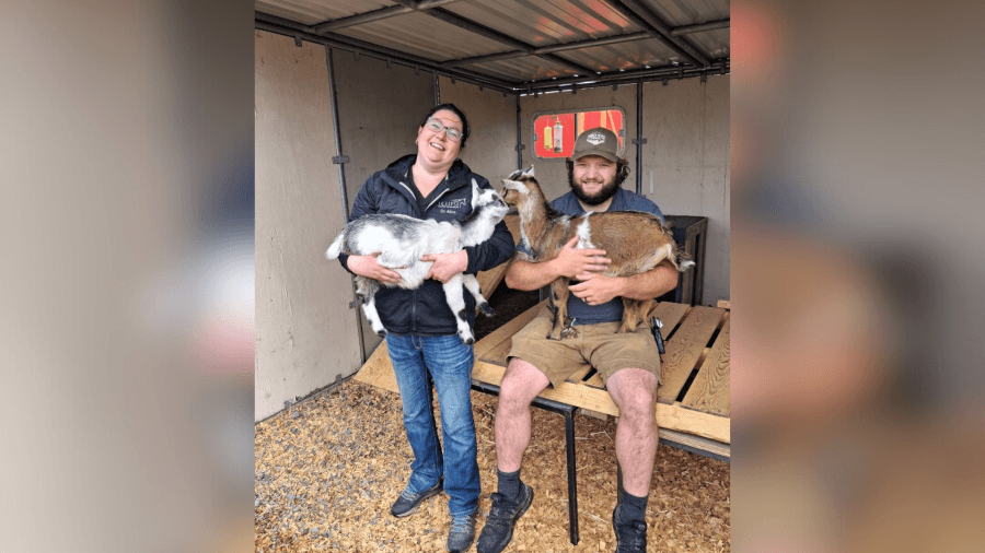 Vancouver feed store seeks help finding stolen baby goats, rabbit