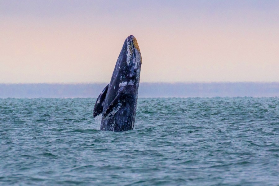 ODFW dings ‘record high' of whale entanglements on Oregon Coast