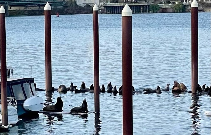 ODOT intends to buy portion of Hayden Island to offset impacts of I-5 bridge replacement