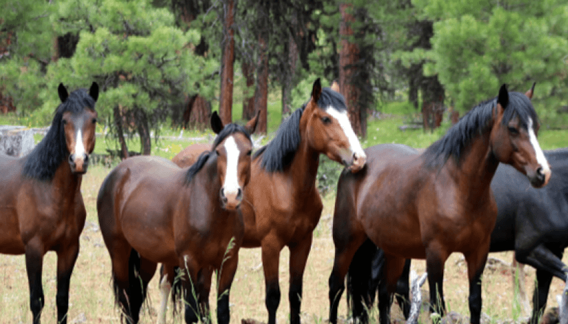 Hundreds of starving wild horses rescued in Eastern Oregon