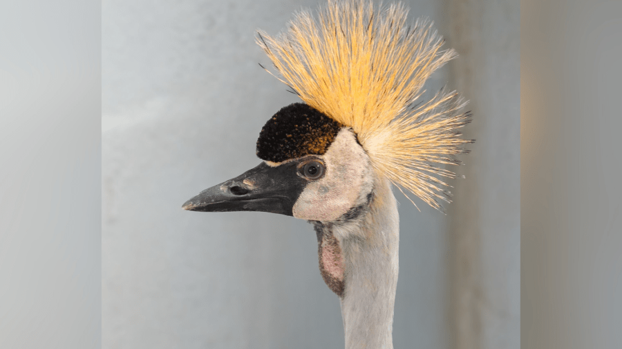 Alice returns from Wonderland: African crane back at Washington zoo after two-day escape