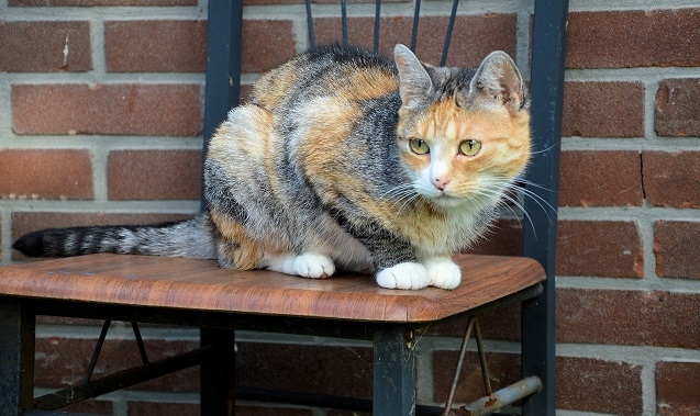 Multnomah County cats infected with bird flu after eating contaminated pet food from PNW