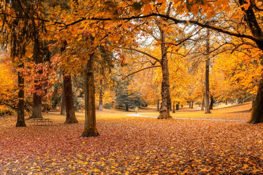 Portland ranks among top 10 cities for best parks in the US