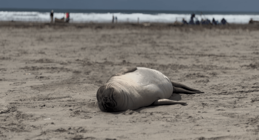 Seaside Aquarium says ‘share the shore' with young elephant seal resting on beach