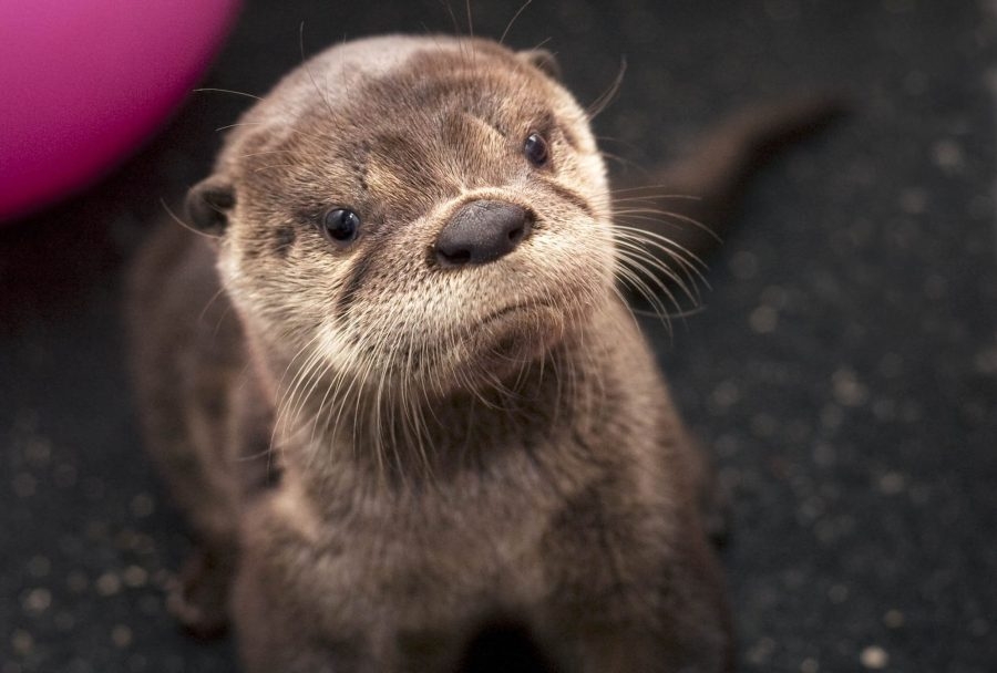 ‘Very sad time': Oregon Zoo mourns death of Tilly, the river otter mom and '30 Rock' guest star