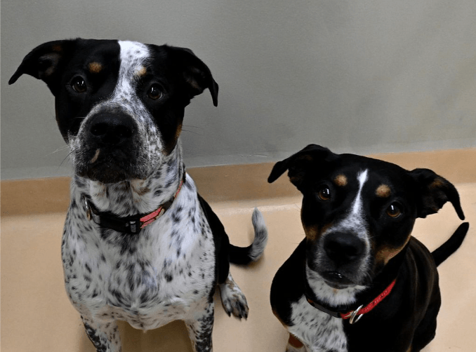 Oregon Humane Society reducing adoption fees for adult pets this weekend