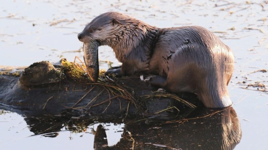 ‘Aggressive' river otters spark lawsuit from Washington mother