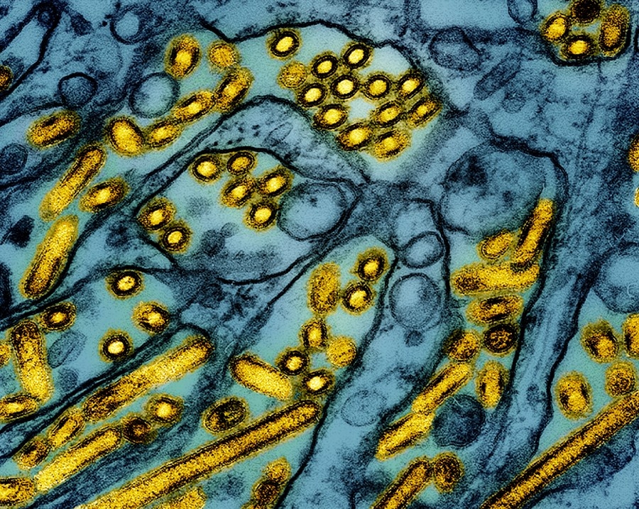 Bird flu confirmed in Washington cats amid contaminated pet food investigation