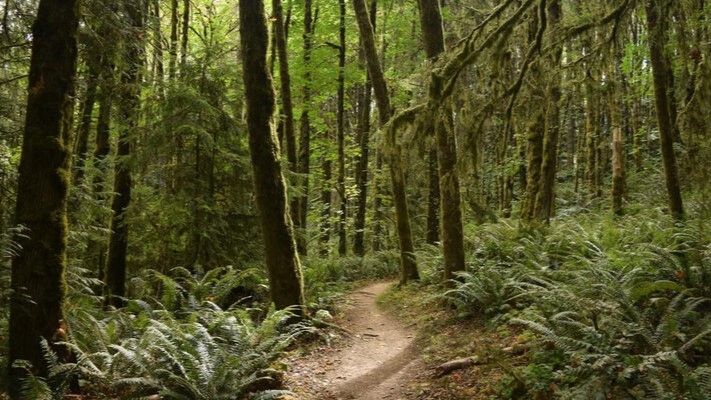 Forest Park conservationists rally to appeal PGE's upcoming 5-acre tree removal