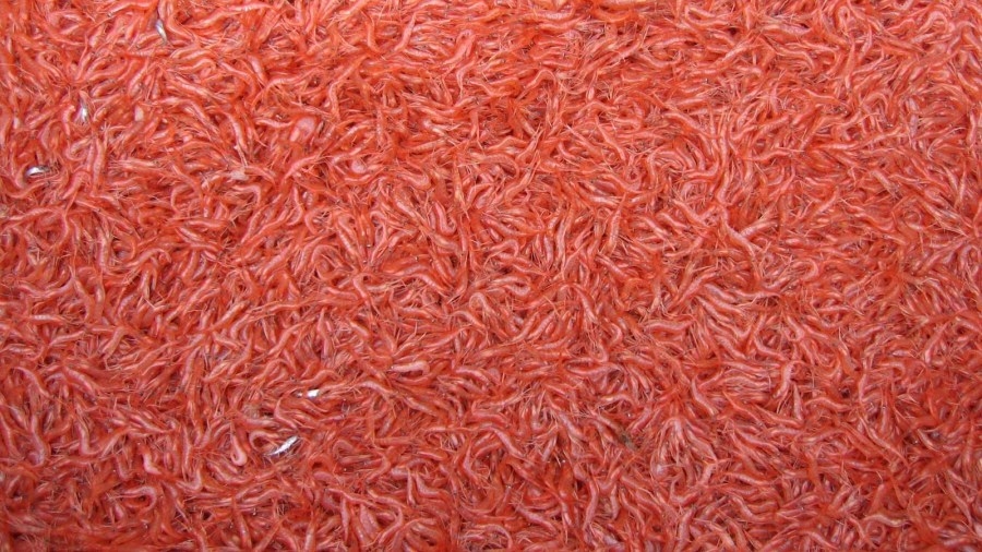 ‘Chaotic tariff policy': USDA buys $16M of Oregon shrimp to help fishermen