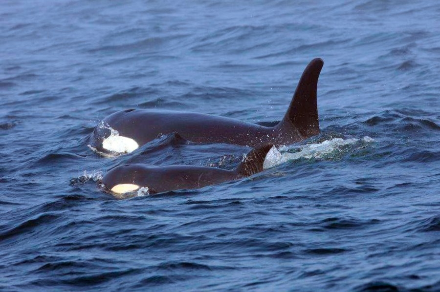 Oregon adopts plan to protect endangered Southern Resident orcas
