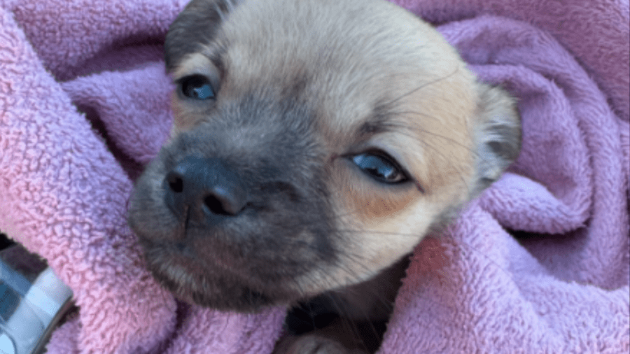 Small puppy given Narcan after being exposed to fentanyl in Washington
