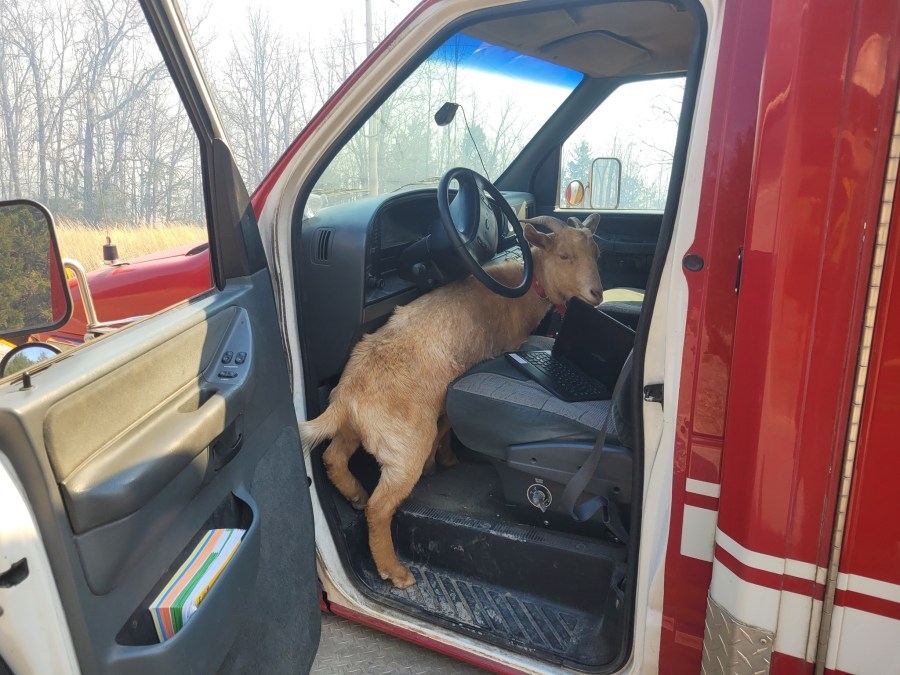 Meet the Skyline Fire Department's newest member… a goat