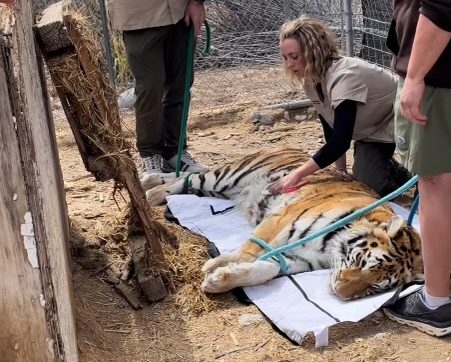 7 tigers saved and relocated to wildlife refuge
