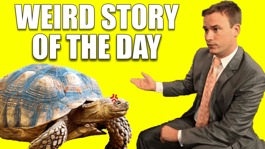 Weather predicting tortoise ‘Mojave Max' gives his summer outlook