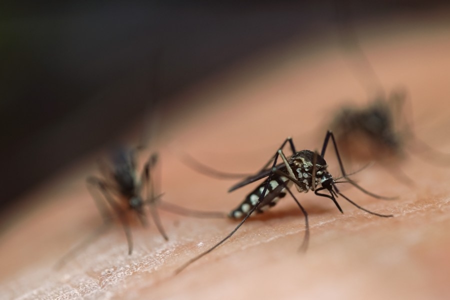 April showers bring mosquito surge to the Ozarks