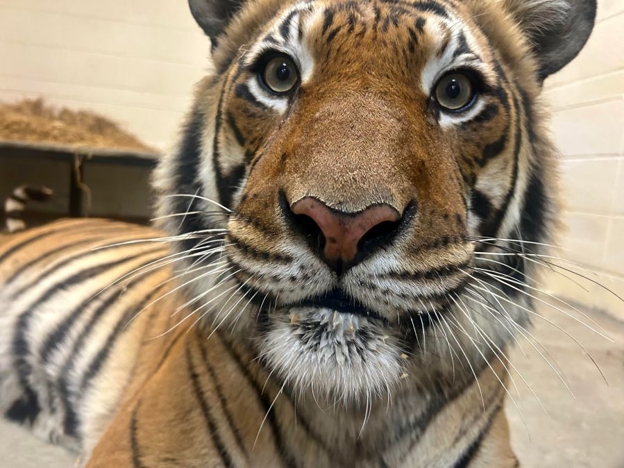 Dickerson Park Zoo welcomes new Malayan tiger