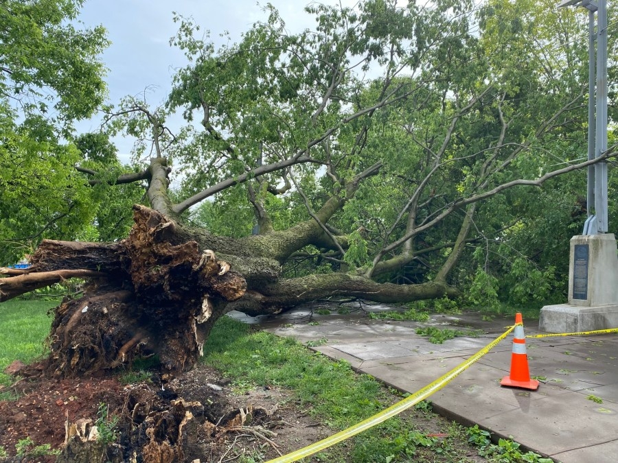 Tuesday storm uproots historic tree in Jordan Valley Park