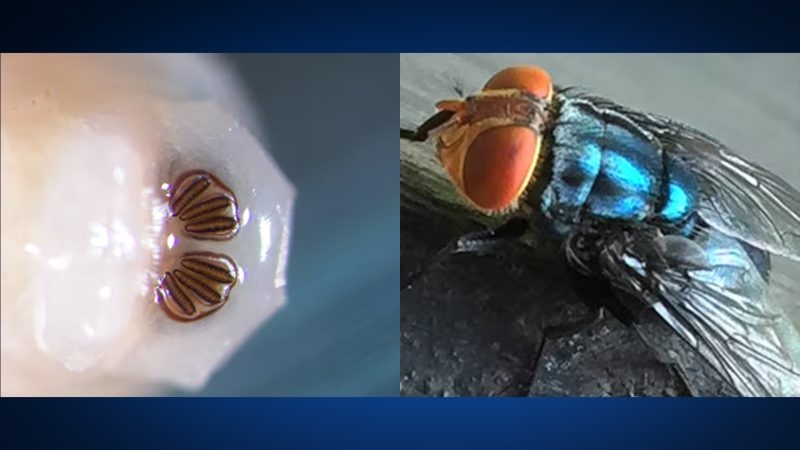 Rumors of devastating pest are unfounded, per MO Department of Agriculture