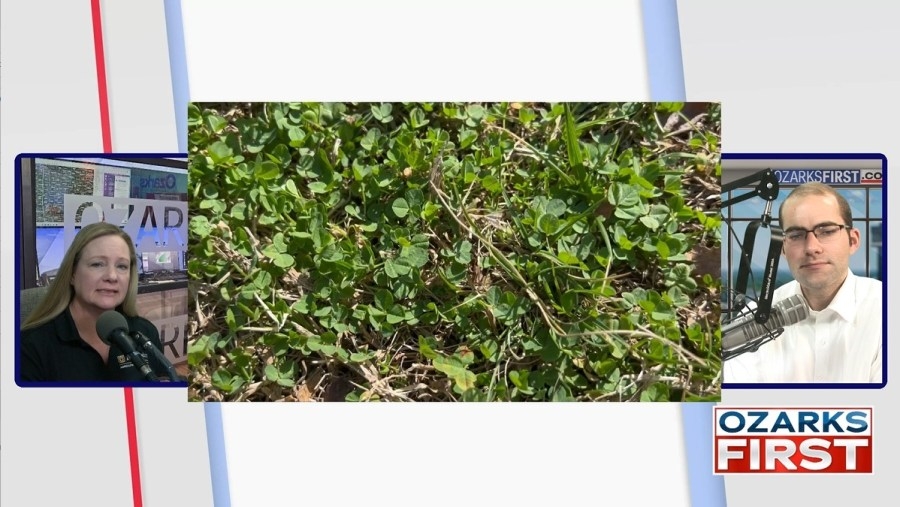 Discover the difference between clover and shamrocks