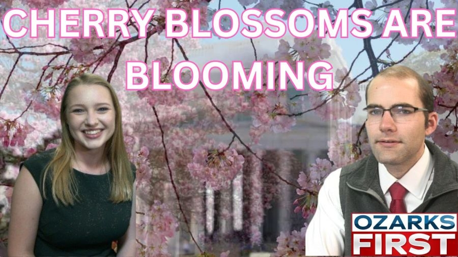 Cherry Blossoms reach peak bloom in Washington, D.C.
