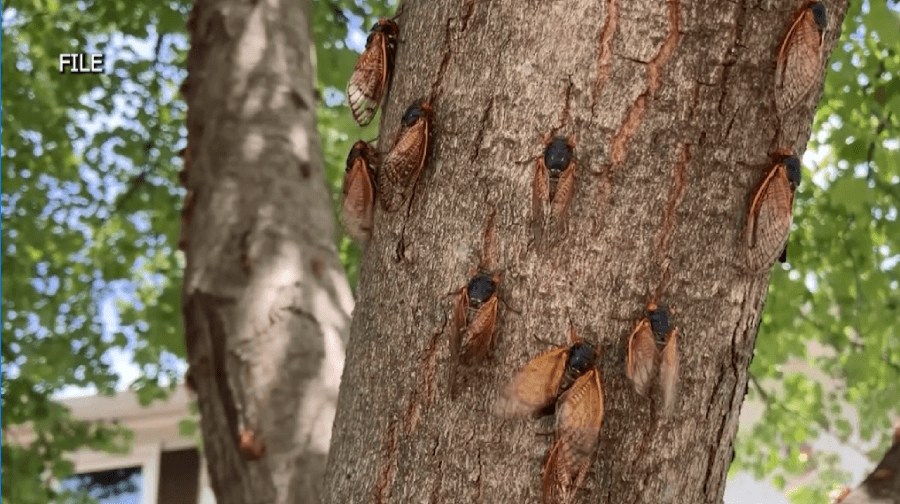 Ozarks exempt from massive brood cicada invasion in 2025