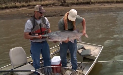 The thrill of Paddlefishing in the Ozarks