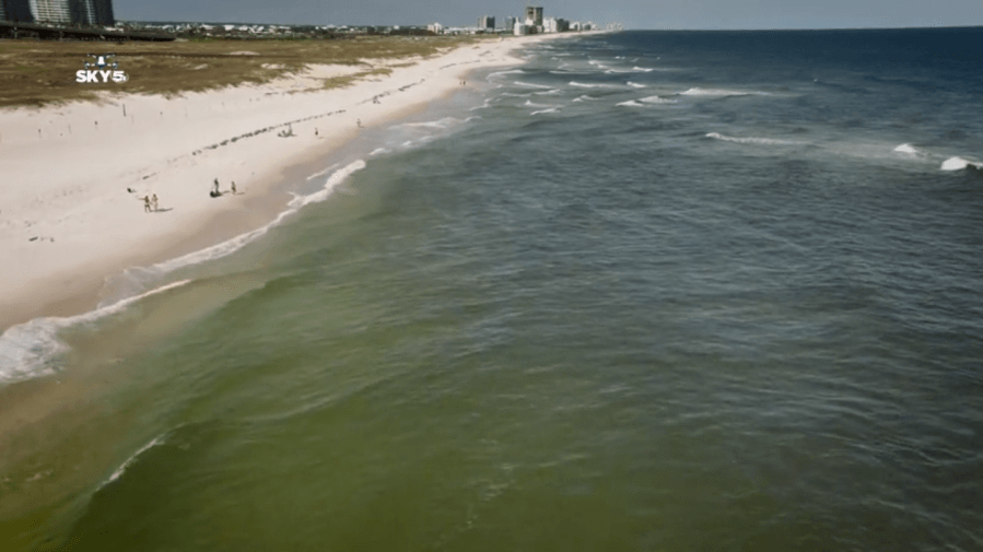 Watch: Alabama beachgoers share the waves with a shark