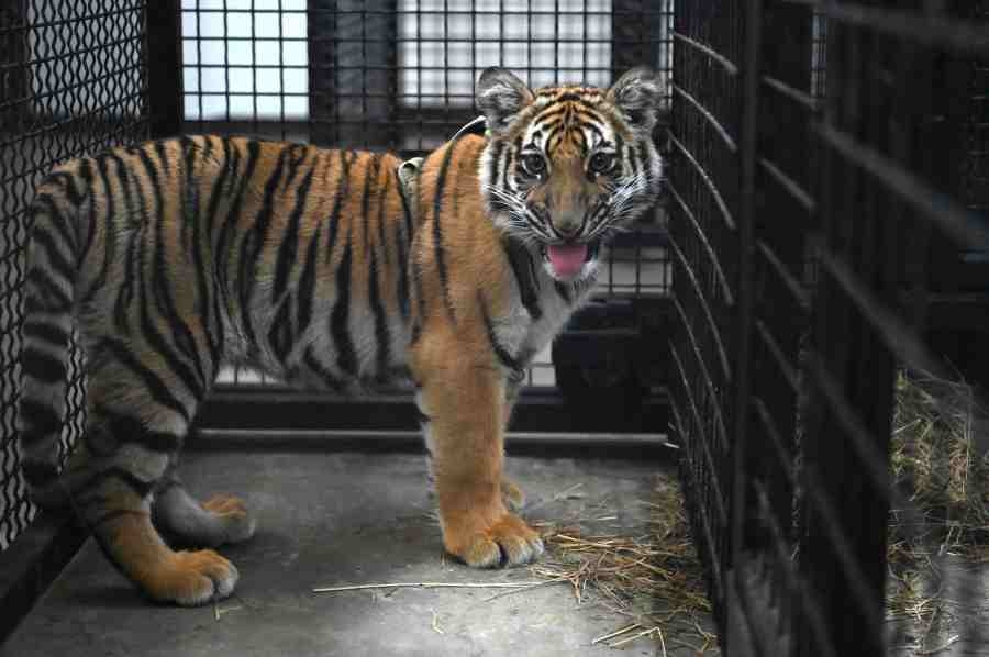 Wildlife refuge reveals details about rescued tiger