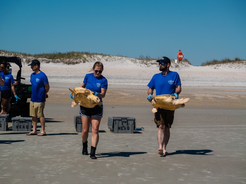 Wonders of Wildlife releases 19 rehabilitated sea turtles off of Florida coast