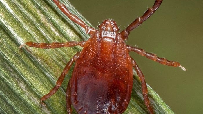 Asian longhorned tick threatens U.S. livestock and health