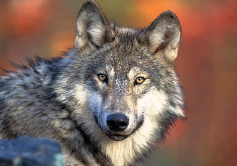 CPW lethally removes gray wolf in Pitkin County