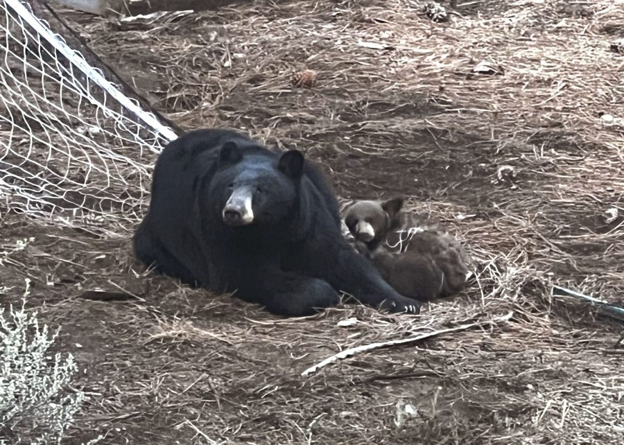 Tangled bear cub rescued from soccer net at Lake Tahoe