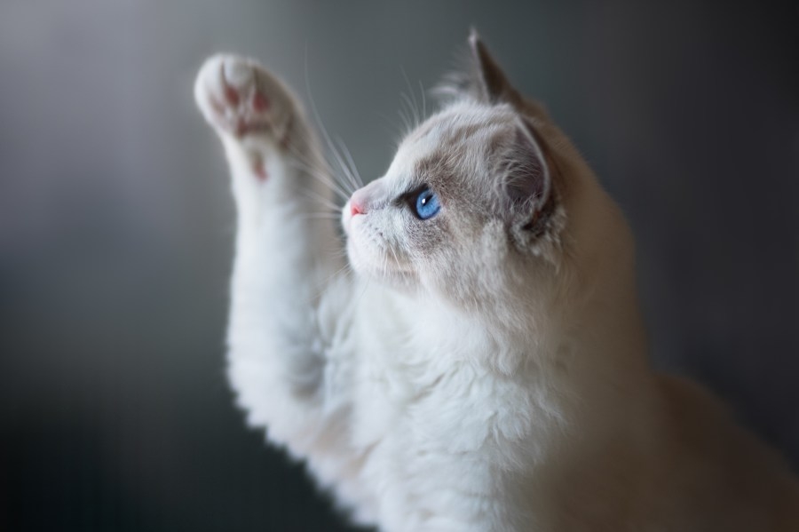 Cat declawing bill passes California State Assembly