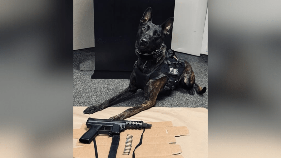 Police dog finds machine gun during arrest: PD