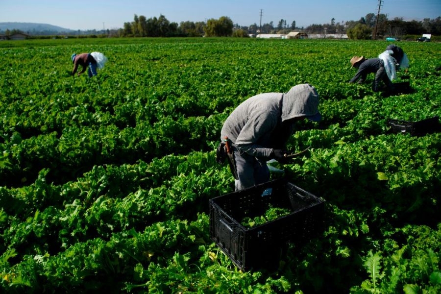 ‘Mindless firings' hit federal ag employees in California