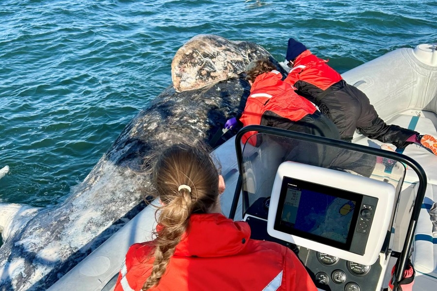 Necropsy of dead whale in SF Bay confirms ship strike