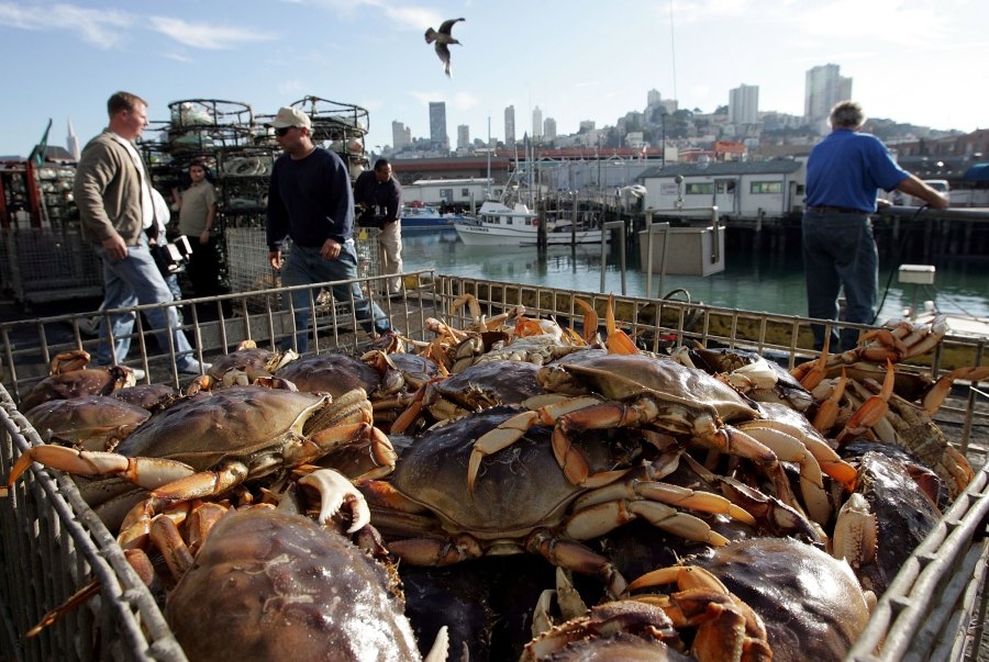 Commercial Dungeness crab season off Bay Area coast closing to safeguard whales