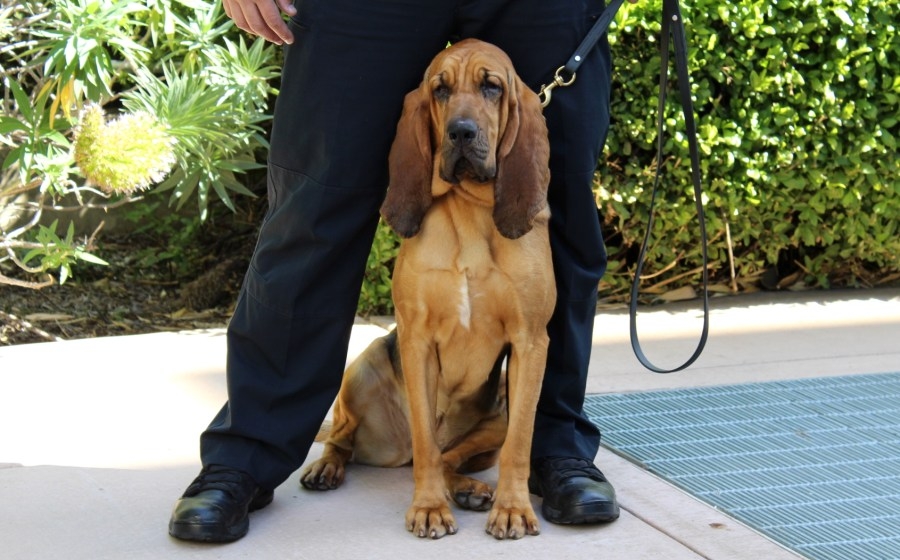 Bloodhound joins San Mateo County Sheriff's K-9 Unit