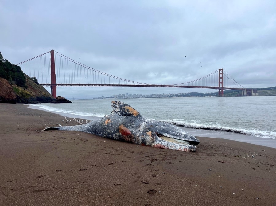 Whale deaths in SF Bay Area surge to 14