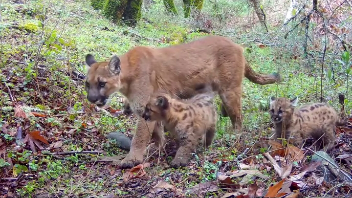 Watch: South Bay mountain lion and cubs caught on camera