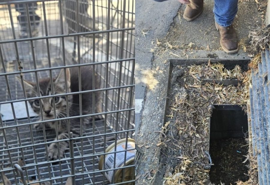 Crews rescue kitten from storm drain in Livermore