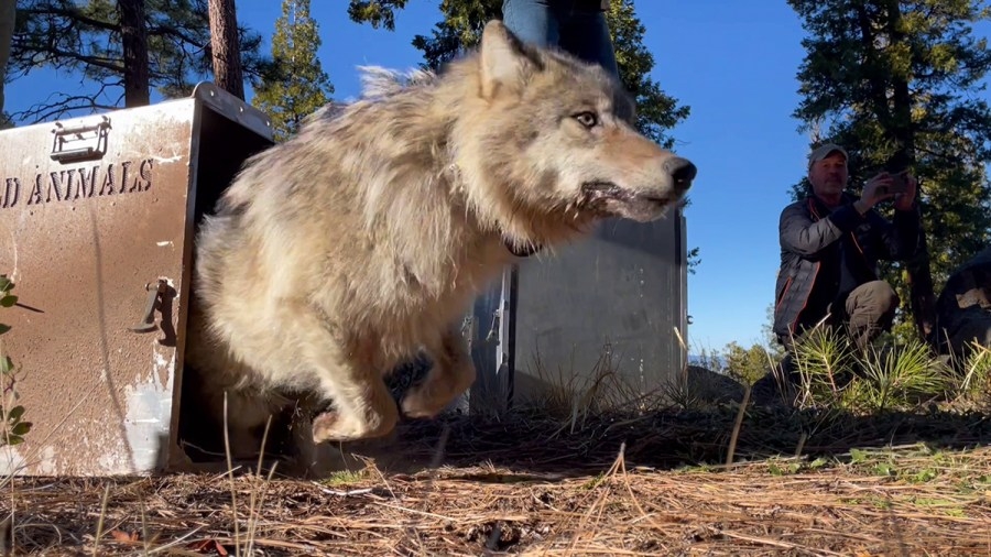 Dozen Northern California gray wolves fitted with tracking collars
