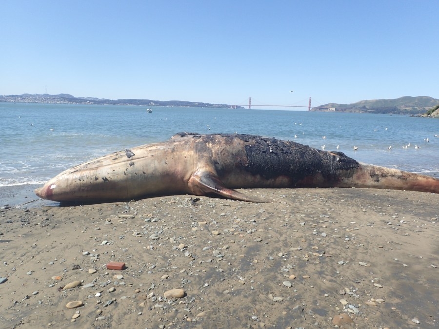 Another dead whale found floating in SF Bay