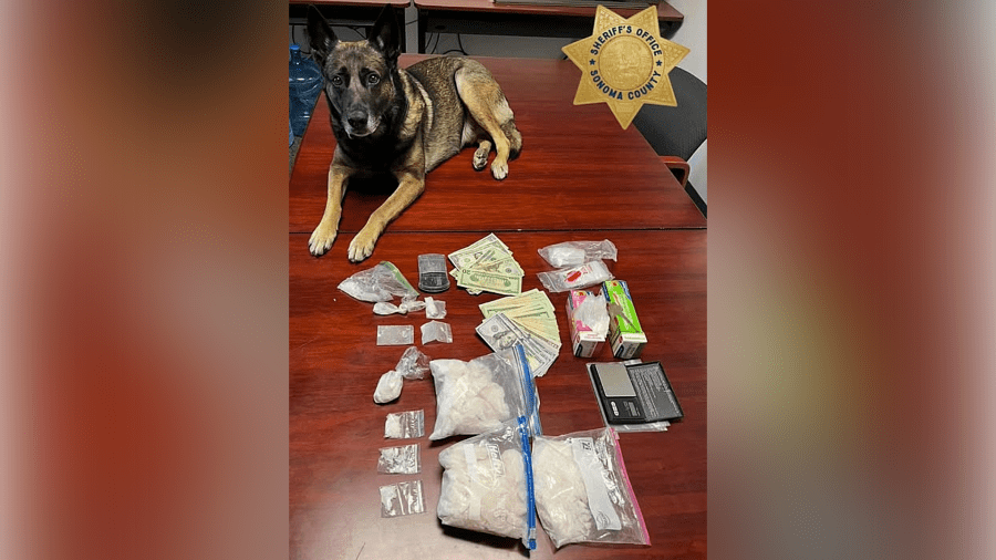 K-9 sniffs out 2.5 pounds of meth in Santa Rosa: deputies