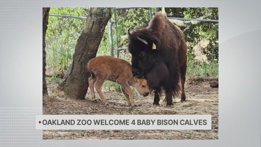 Oakland Zoo welcomes quartet of baby bison